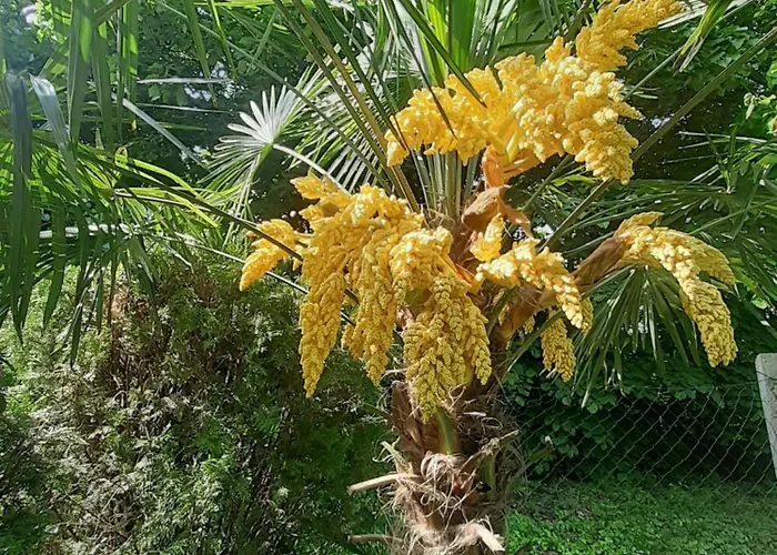 House W Little Tropical Garden