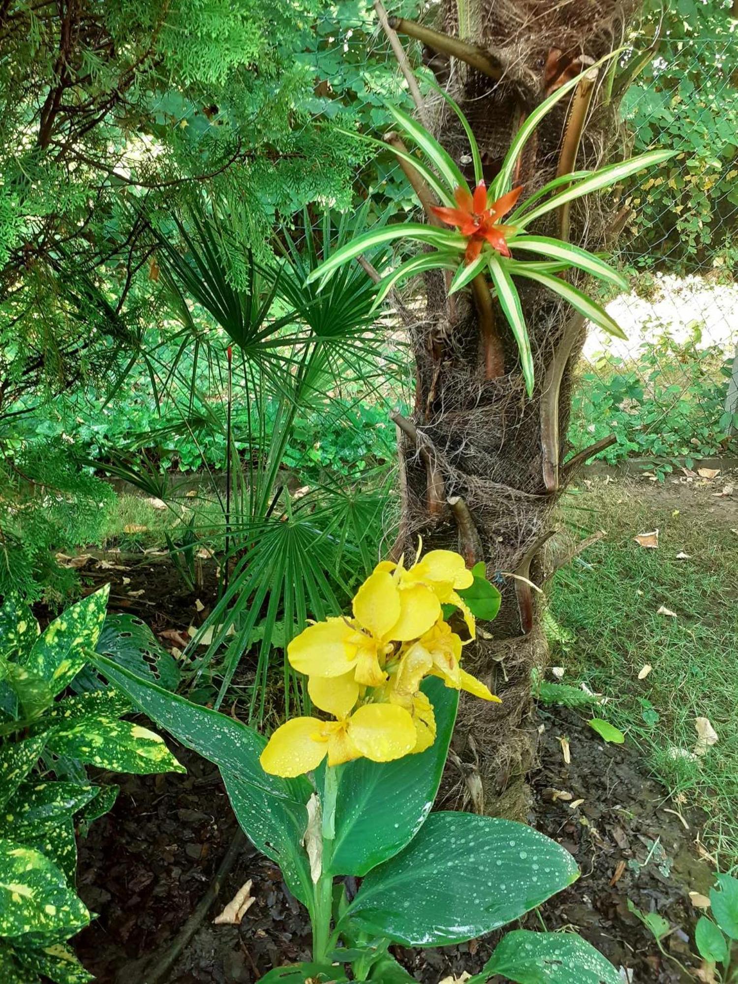 House W Little Tropical Garden Appartement
